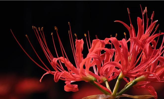 彼岸花代表什么意思？彼岸花的花语和象征意义是什么？