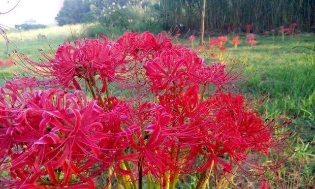 彼岸花代表什么意思？彼岸花的花语和象征意义是什么？