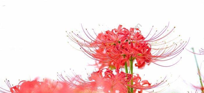 彼岸花不同颜色代表什么花语？每种颜色的彼岸花有何含义？