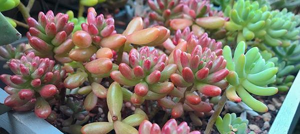 多肉植物需要施肥吗？它们偏爱哪些类型的肥料？