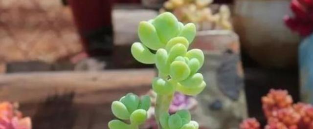 多肉植物需要施肥吗？它们偏爱哪些类型的肥料？