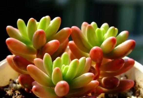 多肉植物需要多少阳光？它们真的喜欢太阳吗？