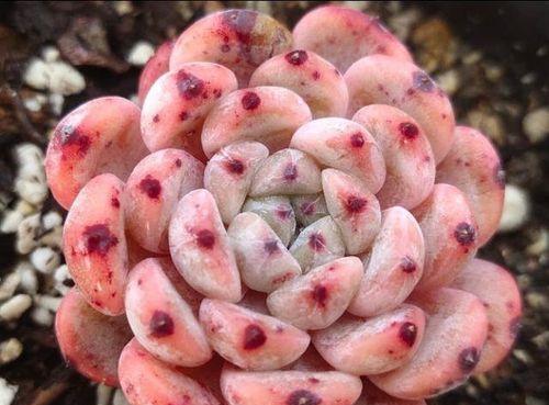 多肉植物需要多少阳光？它们真的喜欢太阳吗？