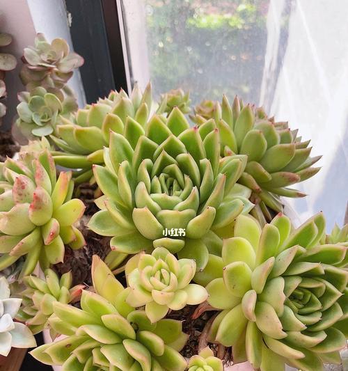 多肉植物需要多少阳光？它们真的喜欢太阳吗？