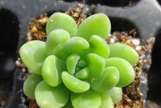 多肉植物是喜水还是喜旱？如何正确浇水？