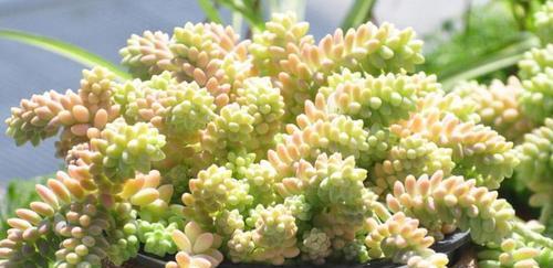 多肉植物是喜水还是喜旱？如何正确浇水？