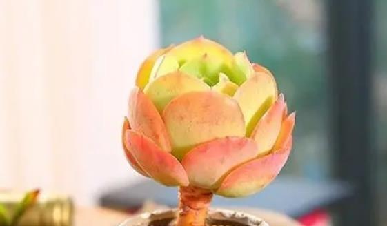 多肉植物是喜水还是怕水？如何正确浇水？