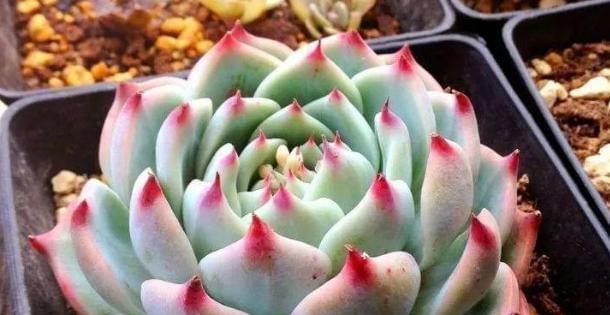 多肉植物是喜水还是怕水？如何正确浇水？