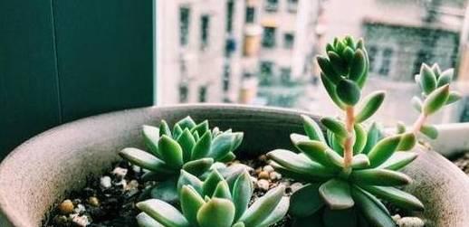 多肉植物是喜水还是怕水？如何正确浇水？