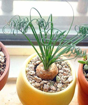 多肉植物喜阴还是喜阳光？如何正确养护？