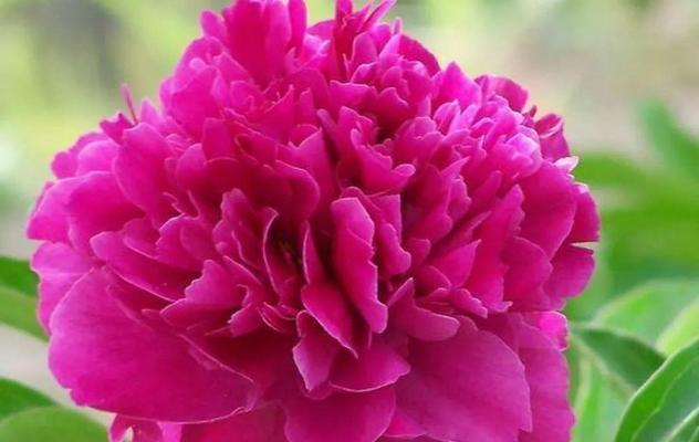 表示爱的花花语是爱的花？如何用花语表达爱意？