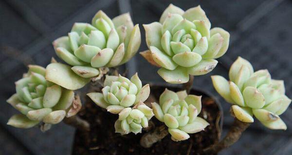 多肉植物夏季浇水指南：多久浇一次水合适？