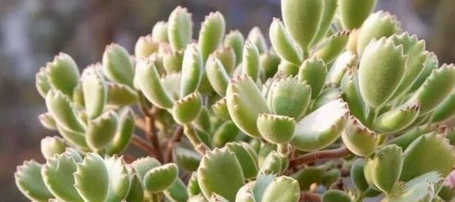 多肉植物夏天淋雨会怎样？如何正确浇水？