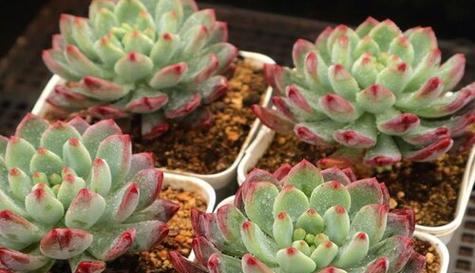 多肉植物夏天淋雨会怎样？如何正确浇水？