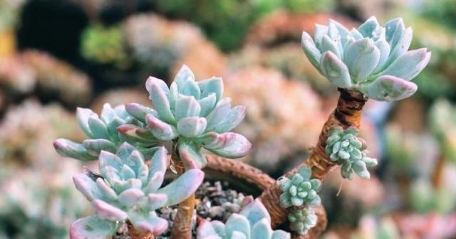 多肉植物夏天浇水技巧是什么？如何正确进行夏季多肉浇水？