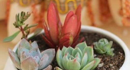 多肉植物夏天浇水技巧是什么？如何正确进行夏季多肉浇水？