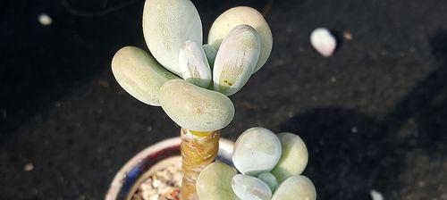 多肉象牙如何养出最佳状态？常见问题有哪些？