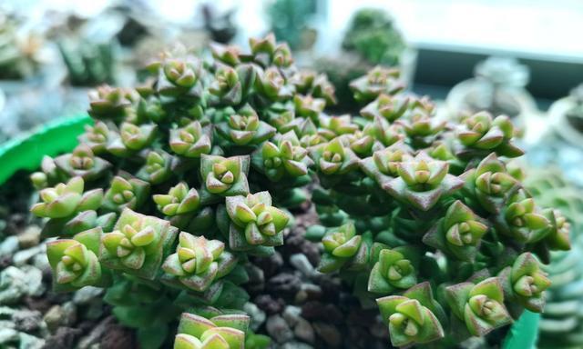 多肉小米星繁殖方法有哪些？繁殖过程中应注意什么问题？