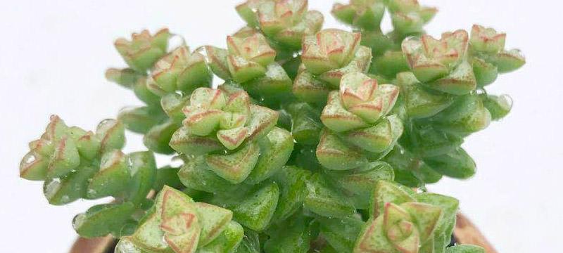 多肉小米星繁殖方法有哪些？繁殖过程中应注意什么问题？