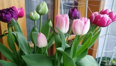 表示安慰的花花语是什么？哪种花最能代表安慰？