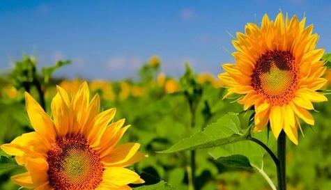 表示暗恋的花花语是什么？暗恋的花有哪些种类？