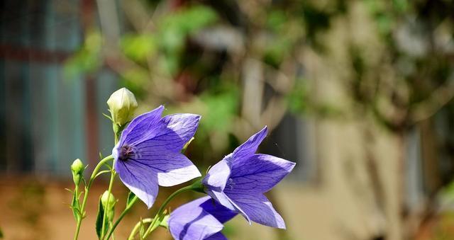 表示诚实的花花语是什么？诚实的花有哪些特点和含义？