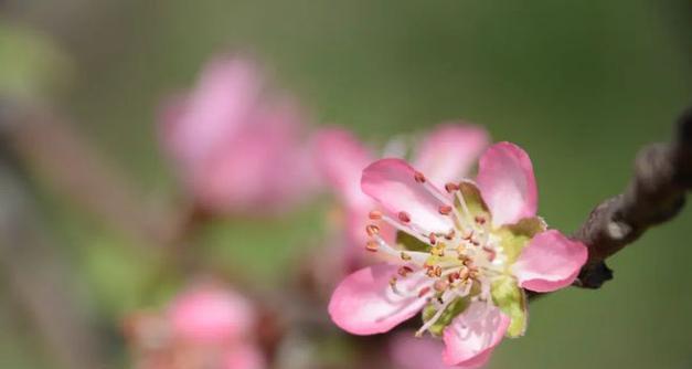 表示惆怅的花花语是什么？惆怅的花有哪些特点？