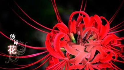表示惆怅的花花语是什么？惆怅的花有哪些特点？