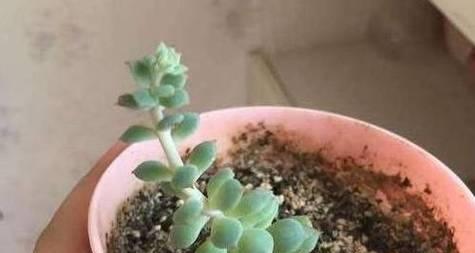 多肉植物需要每天浇水吗？正确浇水频率是多少？
