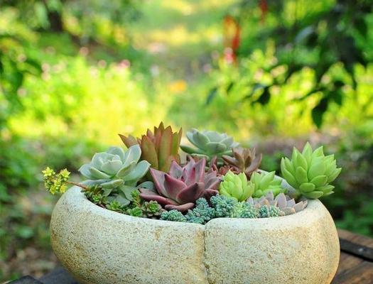 多肉植物需要每天浇水吗？正确浇水频率是多少？