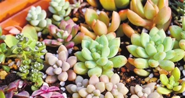 多肉植物需要每天浇水吗？正确浇水频率是多少？