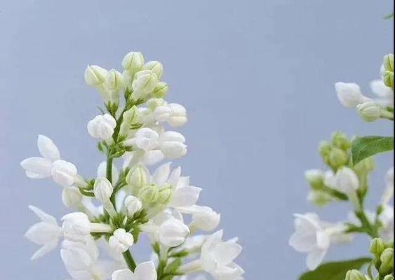 表示初恋的花花语是什么？初恋的花有哪些含义？