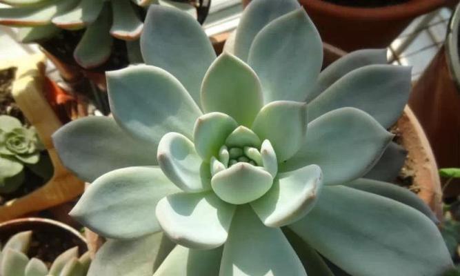 多肉雪莲夏天养护技巧有哪些？如何避免高温伤害？