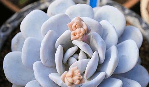 多肉雪莲夏天养护技巧有哪些？如何避免高温伤害？