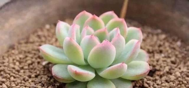 多肉植物施肥指南：什么肥料最适宜？施肥频率是多少？