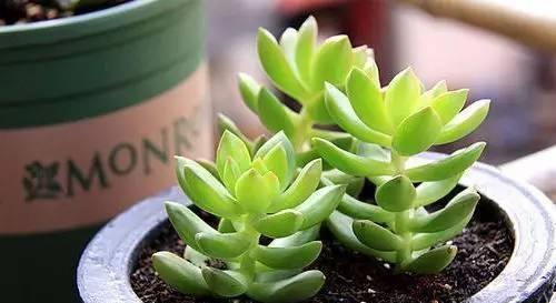 多肉植物施肥指南：什么肥料最适宜？施肥频率是多少？