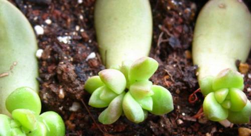 多肉叶插发芽需要多长时间？如何加速发芽过程？