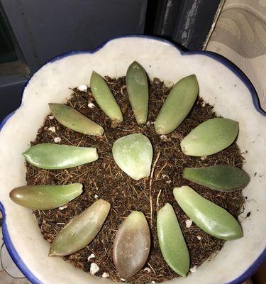 多肉叶插发芽需要多长时间？如何加速发芽过程？