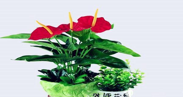 表示发财的花花语是什么？发财的花有哪些寓意？