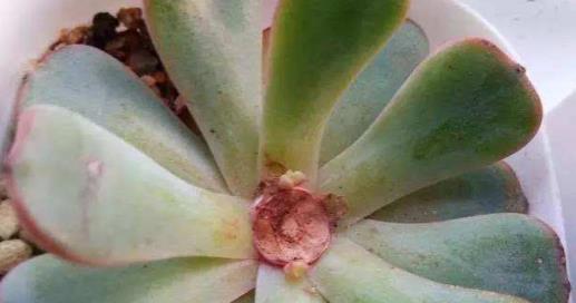 多肉叶片发黄是什么原因？如何正确处理？
