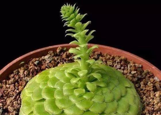 多肉植物叶子软化下垂怎么办？有效补救措施有哪些？