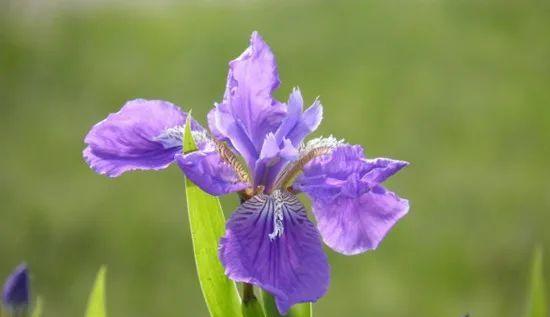 表示感谢的花花语是什么？如何选择感谢的花？