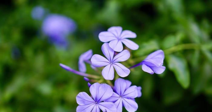 表示高冷的花花语是什么？高冷的花有哪些特点？