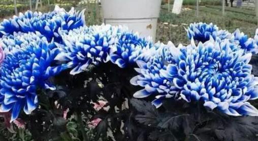 表示高冷的花花语是什么？高冷的花有哪些特点？