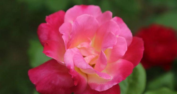 表示恭喜的花有哪些？花语中哪些花代表恭喜？