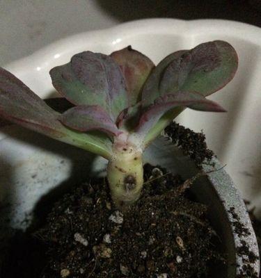 多肉植物叶子掉落怎么办？如何防止多肉叶子一碰就掉？