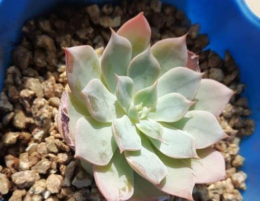 多肉植物叶子掉落怎么办？如何防止多肉叶子一碰就掉？