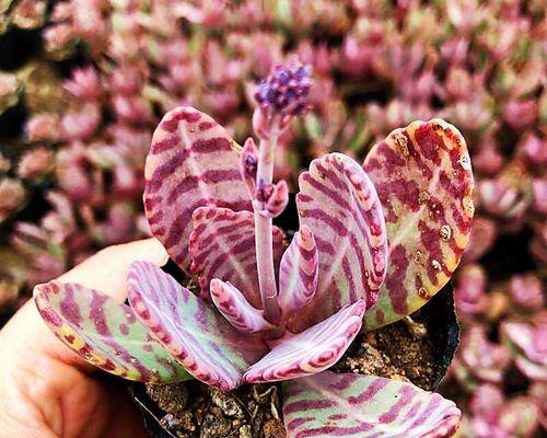 多肉植物叶子掉落怎么办？如何防止多肉叶子一碰就掉？