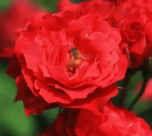 表示和平的花花语是什么？如何用它来传递和平的信息？