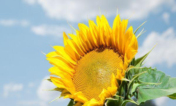 表示积极向上的花花语是什么？积极向上的花有哪些？